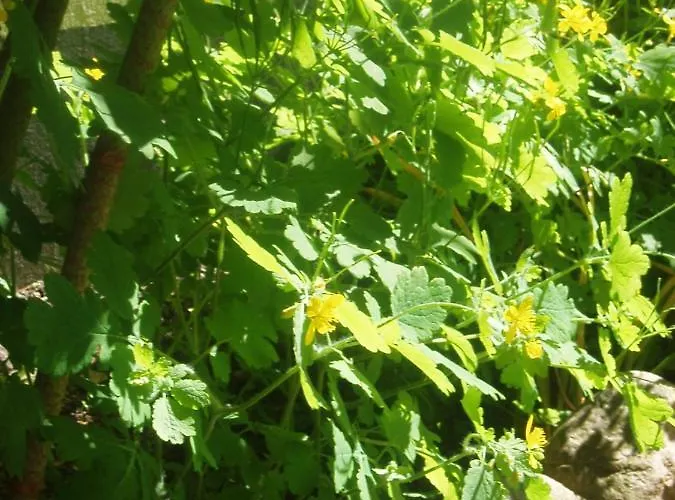 Сasa de vacaciones Alléhuset *